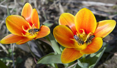 Bees and tulips.