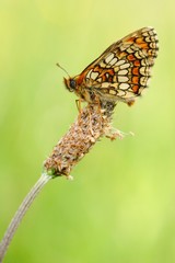 Mellicta parthenoides waiting on a grass