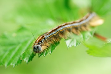 caterpillar eating a leaf