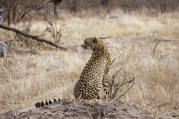 Cheetah on anthill in wild