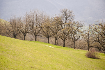 Obraz premium Streuobstwiese