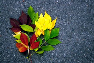 leaves on an asphalt
