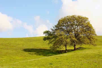 Obraz premium Two trees on the hill with blue sky and white clouds.