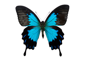 Fototapeta premium Papilio ulysses