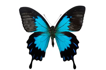 Lichtdoorlatende rolgordijnen Vlinder Papilio ulysses