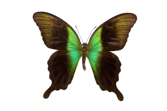 Papilio Peranthus