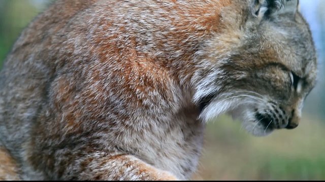 Luchs