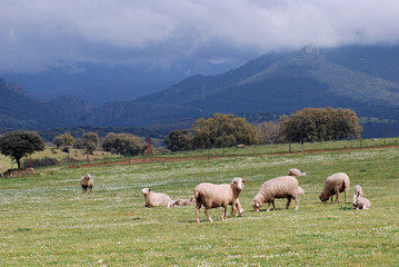 Fototapeta premium Ovejas en Villuercas