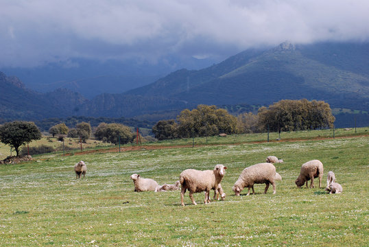 Ovejas en Villuercas