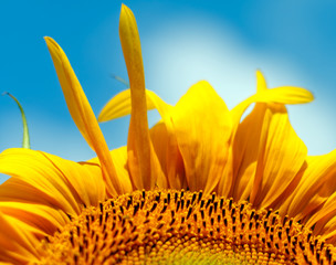 Beautiful sunflower closeup
