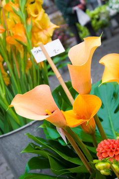 Calla, Zantedeschia, Blumenmarkt