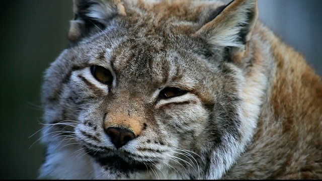 Luchs