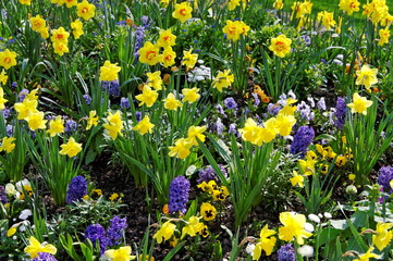 Obraz premium Parterre de fleurs