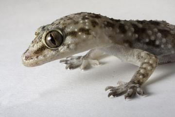 Salamander