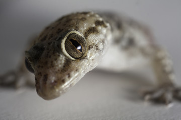 Macro shot of salamander staring into lens