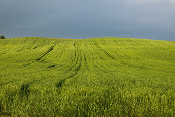 Fototapeta premium nature