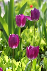 Naklejka premium spring tulips