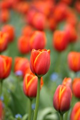 Fototapeta premium spring tulips