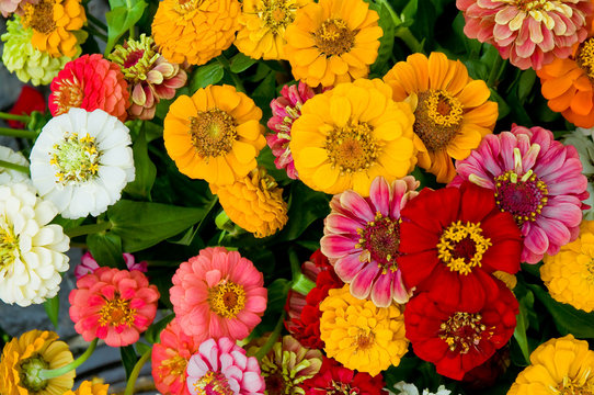 Zinnien, Zinnia elegans, bunte Sommerblumen