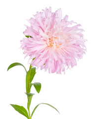 pink aster