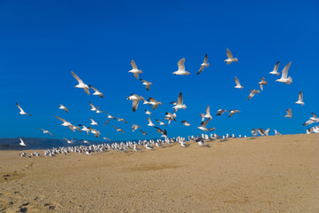 Sea gulls at Halfmoon bay, California, USA