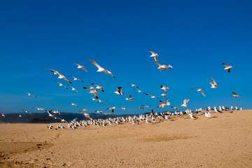 Sea gulls at halfmoon bay