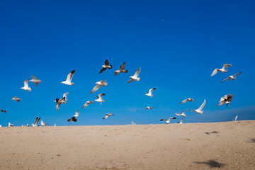 gulls ay halfmoonbay