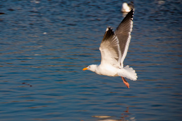 Sea gull, about to land