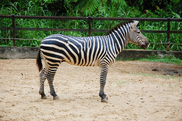 Fototapeta na wymiar zebra portrait taken at lok kawi wildlife park sabah