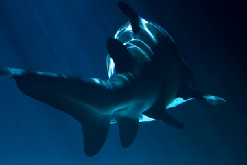 A white shark swimming along underwater - obrazy, fototapety, plakaty