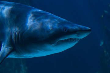 A white shark swimming along underwater - obrazy, fototapety, plakaty
