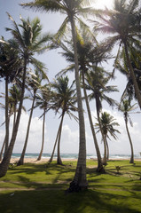 coconut tree grove by caribbean sea corn island nicaragua