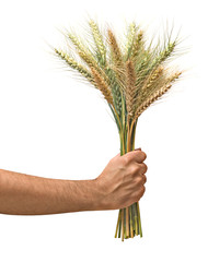 Farmer with wheat as a gift of agriculture