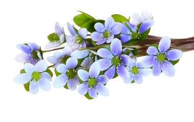 Hepatica Nobilis