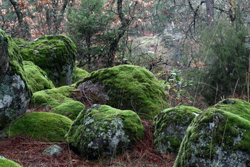 Nature in the Gredos mountains Avila province Castile Leon Spain