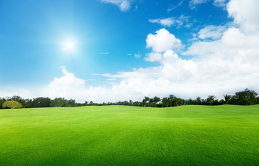 green field and trees