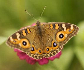 Australian butterfly Meadow argus Junonia villida brown nymph