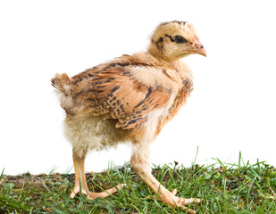 Young chicken walking on the grass