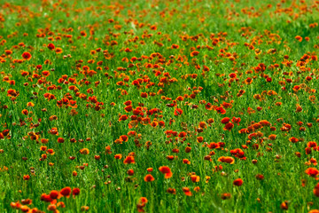 red poppies field