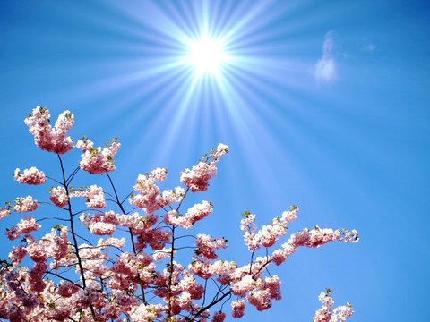japanese cherry tree in sunlight