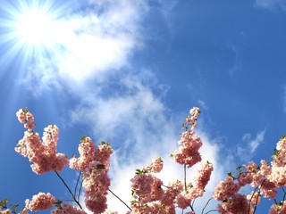 japanese cherry tree
