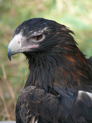 wedge tailed eagle