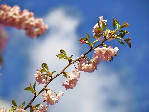 japanese cherry tree in the spring