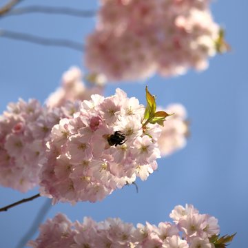 Bumblebee in spring