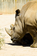 Obraz premium White rhino (Ceratotherium simum)