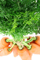 botte carottes, fond blanc