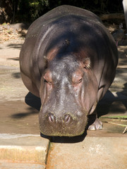 pygmy hippo