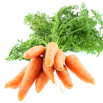 botte carottes, fond blanc