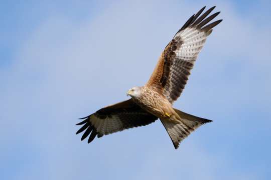 A Red Kite soars over Gigrin Farm