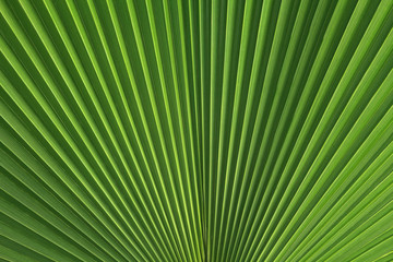 palm leaf for tile page design